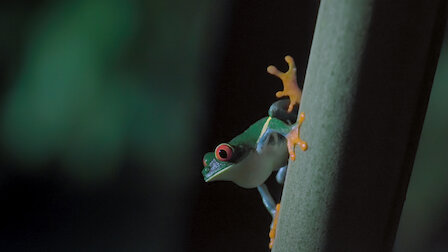 Watch Jungle Nights. Episode 3 of Season 1.