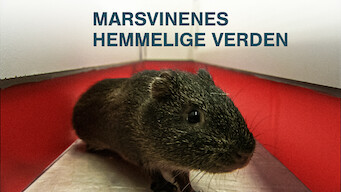 Marsvinenes hemmelige verden (2013)