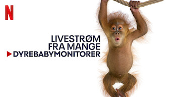 Livestrøm fra mange dyrebabymonitorer (2023)