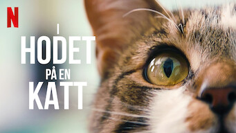 I hodet på en katt (2022)